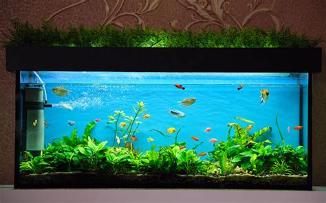 5 Astuces Pour Choisir Un Aquarium La Force De LArt