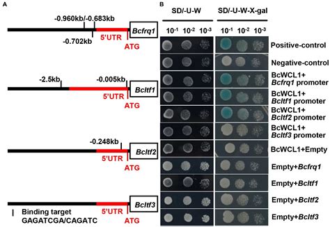 Phosphorylation Status Of A Conserved Residue In The Adenylate Cyclase