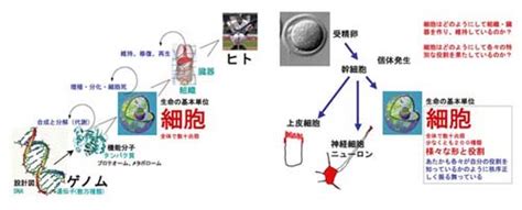 教室の概要 分子細胞生物学 大野研究室