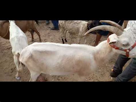 Feira De Caprinos E Ovinos Em Tabira Pernambuco Dia Youtube