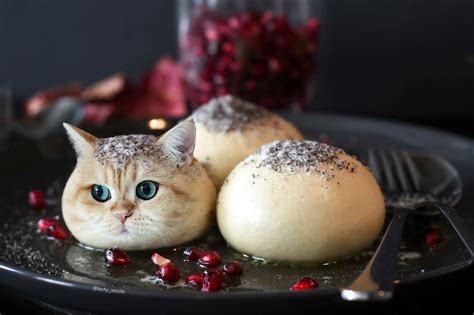 Котобулочка | Пикабу