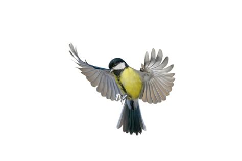 26 Thousand Black Small Tits Royalty Free Images Stock Photos Pictures Shutterstock