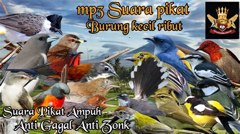 Mp Suara Pikat Burung Kecil Paling Ampuh Youtube