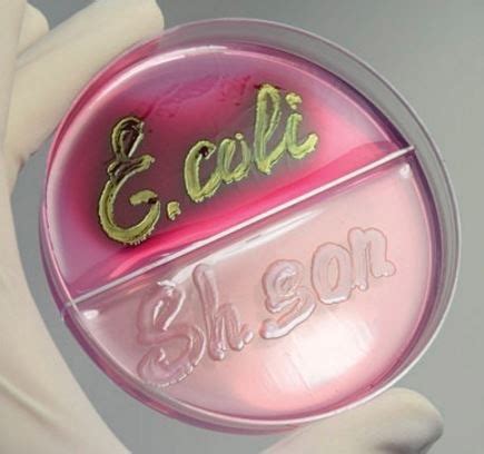 1. СРЕДА ЭНДО (вспоминаем перед курсом частной микры, отходим от ...