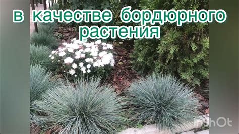 Овсяница сизая или фестука - YouTube