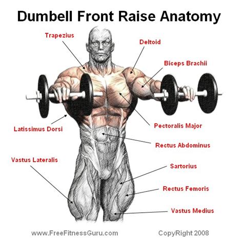 freefitnessguru dumbell front raise anatomy