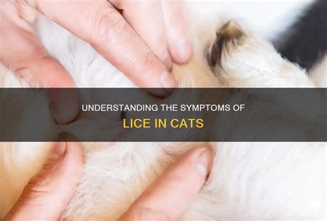 Understanding The Symptoms Of Lice In Cats | PetShun