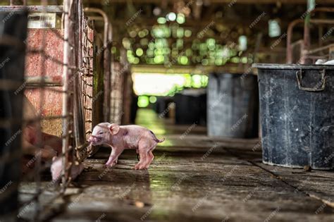 Premium Photo New Born Pig In Hog Farms Animal And Pig Industry