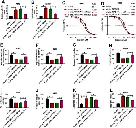 Mir Inhibition Reversed The Effects Of Si Circ Pip K A On Nsclc