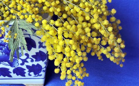 Картинки Мимоза На Рабочий Стол - 66 фото