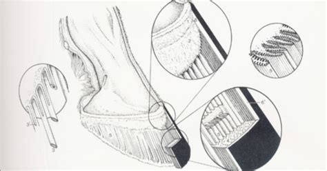 Laminitis - causes + consequences Flashcards | Quizlet