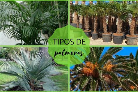 Descubre Los Mejores Tipos De Palmeras Para Decorar Tu Jard N