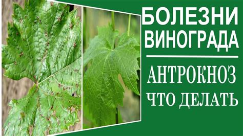 Антракноз на винограде: меры борьбы, препараты для лечения и профилактики