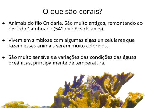 Branqueamento De Corais A Degrada O Das Paisagens De Recife De Corais