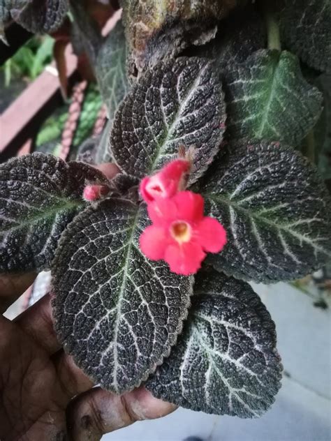 Garden Chronicles Of James David Episcia Collection Kee Wee