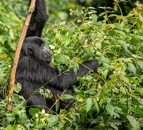 Days Rwanda Gorilla Trekking Safari Gorilla Trekking Expedition