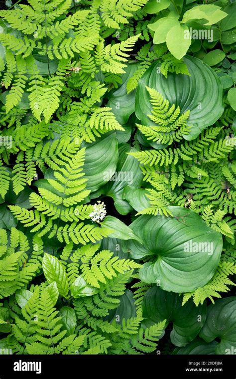 Gymnocarpium Disjunctum Hi Res Stock Photography And Images Alamy