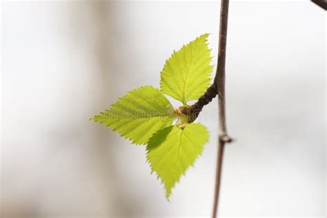 Spring Natural Background With Young Birch Leaves Stock Photo Image