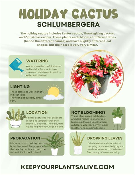 Christmas Cactus care: everything you need to know - keep your plants alive