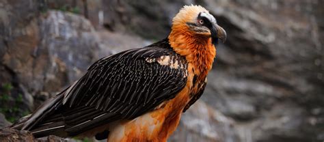 The Bone Eating Bearded Vulture | Critter Science