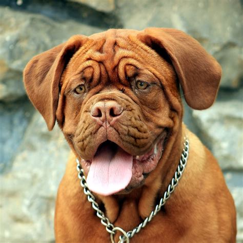 Dogue De Bordeaux Pedigree Database