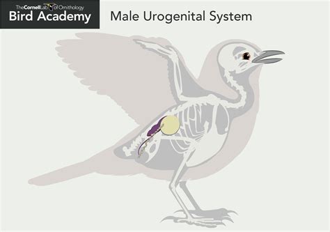 All About Bird Anatomy | Bird Academy • The Cornell Lab