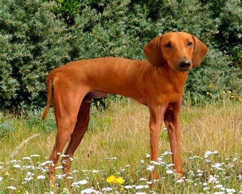 Long-Legged Dachshund: Adorable Weenie Dogs