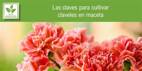 Las Claves Para Cultivar Claveles En Maceta