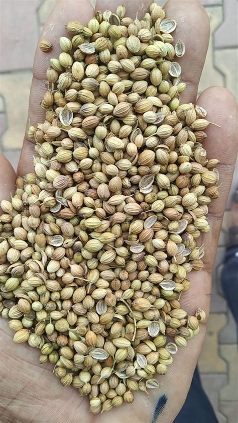 Dried Yellow EAGLE Whole Coriander Seed For Spices Packaging Size 10