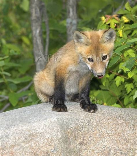 アカギツネ 赤ちゃん かわいい 野生生物 [4960949]の写真素材 - アフロ