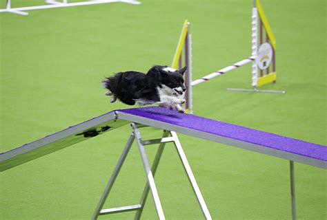 2024 Masters Agility Championship - The Westminster Kennel Club