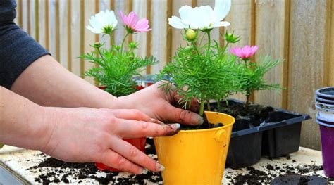 11 Tips For Growing Cosmos In Pots Epic Gardening