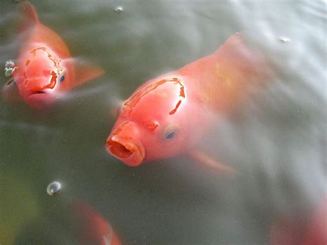 Goldfisch Carassius Gibelio Forma Auratus