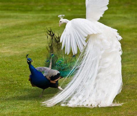 Burung Merak Putih - Kecantikan Memukau - Relaks Minda