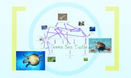 Sea Turtle Food Chain