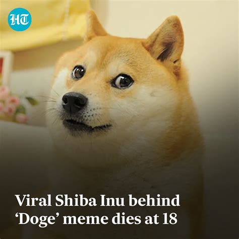 The Iconic Japanese Shiba Inu Named Kabosu Who Inspired The World