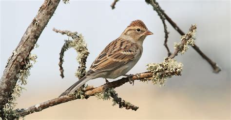 Chipping Sparrow | Audubon Field Guide