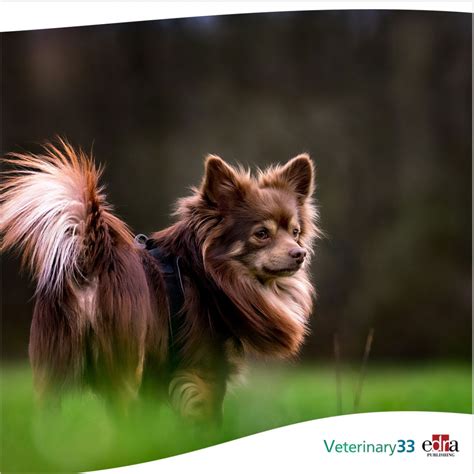 Can Dogs Take Gabapentin For Pain