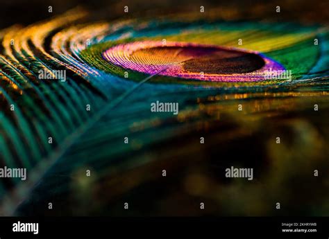 Bright Shiny Peacock Feather Closeup Feather Background Peafowl