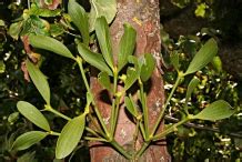 Mistletoe Facts and Health Benefits