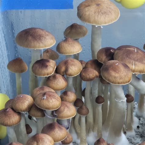Jedi Mind Fuck Spore Print Basidium Equilibrium