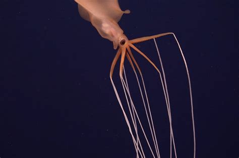 Array of Deep-Sea Life Found at Three Hydrothermal Vents: Photos