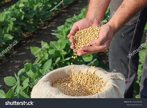 Soybean Grain Hands Successful Farmer Background Stock Photo 2141258285