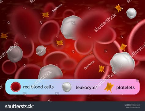 Various Components Human Blood Circulating Bloodstream Stock Vector ...