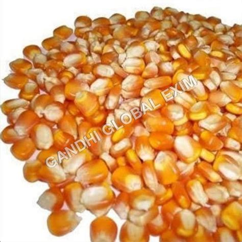 Maize Seeds at Best Price in Modasa, Gujarat | Gandhi Global Exim