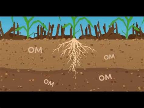 Effect Of Tillage And Soil Organic Matter YouTube