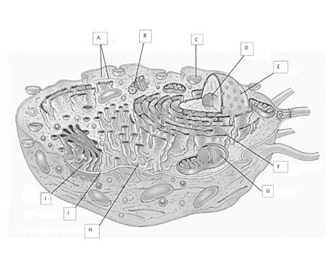 cell structure diagram quiz