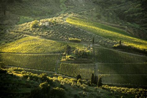 Famous Tuscany Vineyards in Italy Stock Photo - Image of field, chianti ...