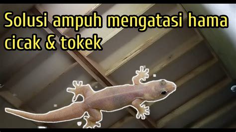 Mengatasi Hama Cicak Tokek Pada Rumah Walet Youtube