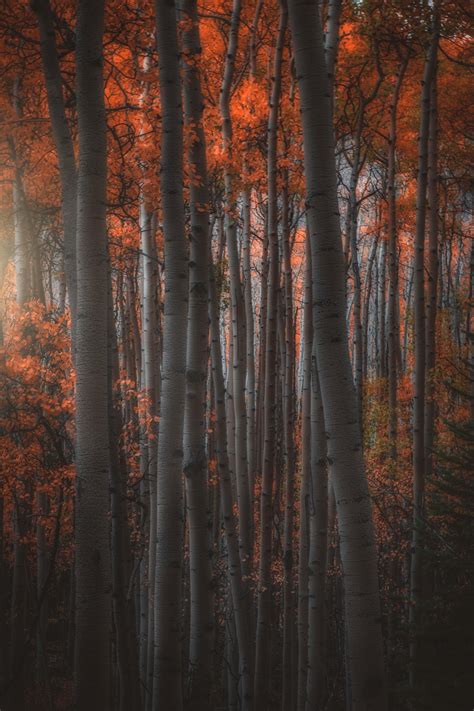 2226 Best Aspen Images On Pholder Earth Porn Colorado And Aww